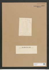 Diatomeae indet. Zeichnungen Sammlung Grunow Nr. 2602 (NHMW-BOT-W0369796)
